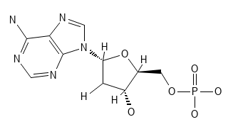 Generalized Nucleotide